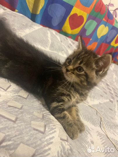 Котенок в дар бесплатно