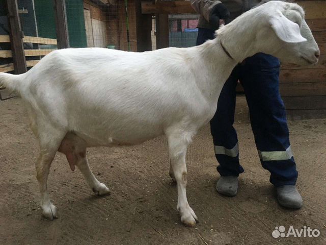 Купить нубийскую козу в новосибирске. Коза нубийская дойная. Нубийские козы белые. Заанонубийская коза белая. Коза 50 нубийская 50% заан.