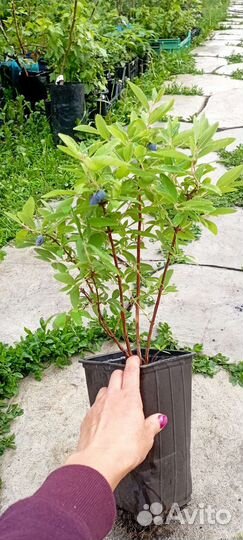 Жимолость в ассортименте, Бакчарский великан