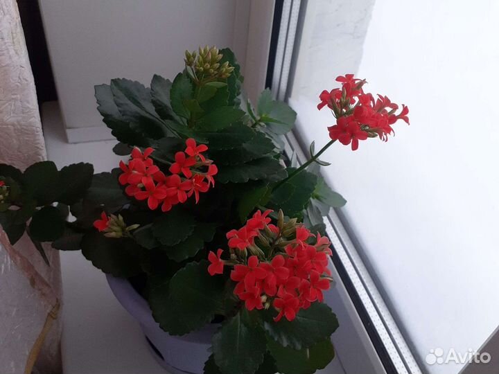 Калонхое, мандарин