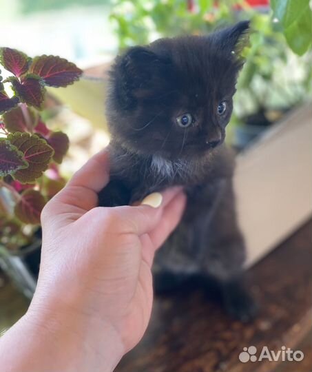 Кошечка 1,5 месяца
