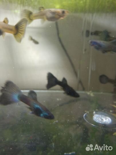 Аквариумные рыбки