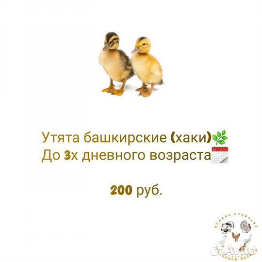 Утята, индоутята, гусята, индюшата