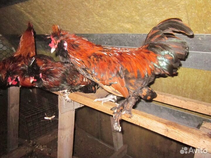 Инкубационное яйцо,цыплята, куры