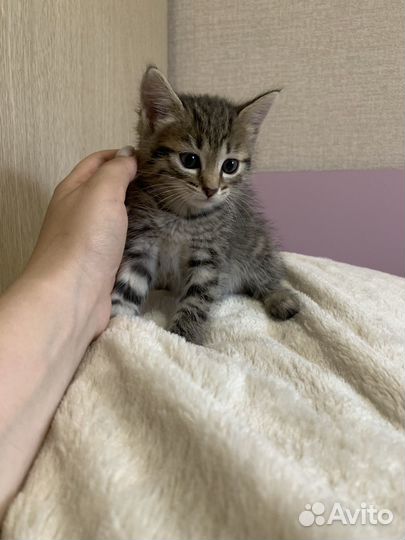 Котёнок бесплатно