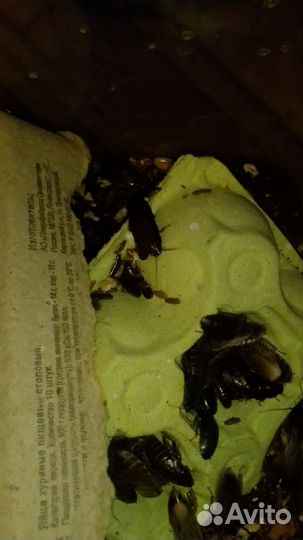 Мраморный таракан, имаго