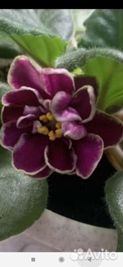 Фиалка детки, укорененные листики