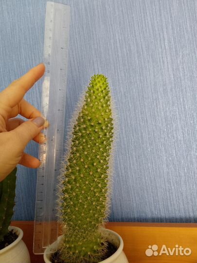 Кактус 2 шт набор