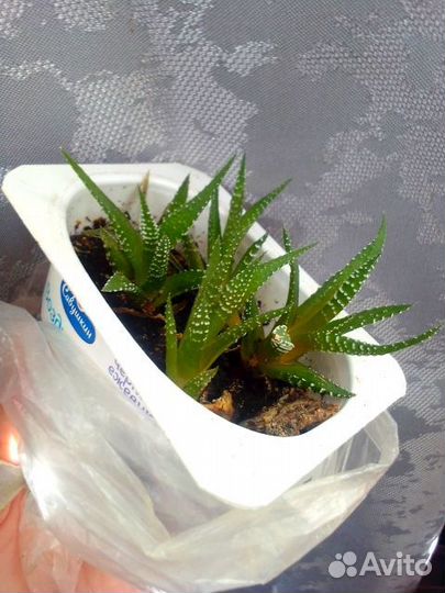 Суккуленты