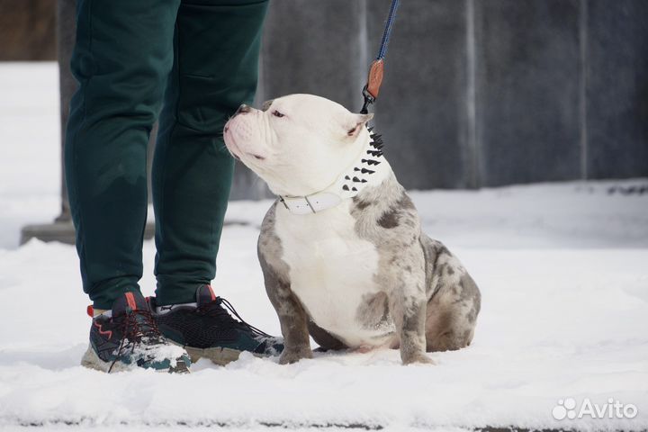 Для вязки сын Папая Американский булли мерль