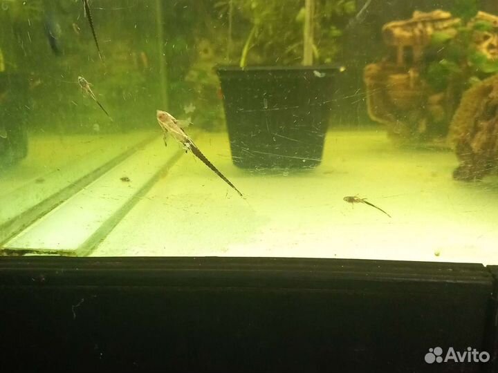 Номерные сомы l