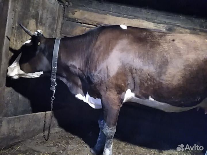 Продается корова