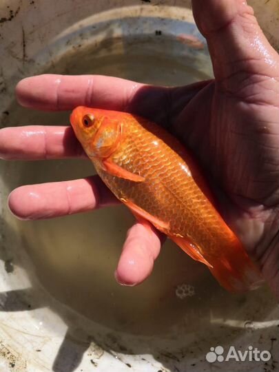 Живая рыба для пруда