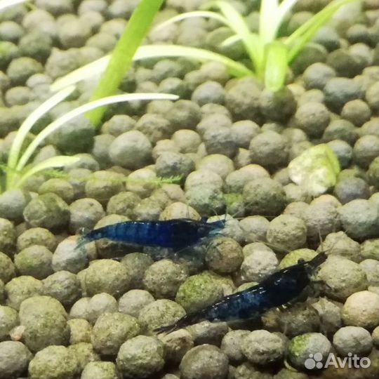 Креветки красные, синие, чёрные, желтые