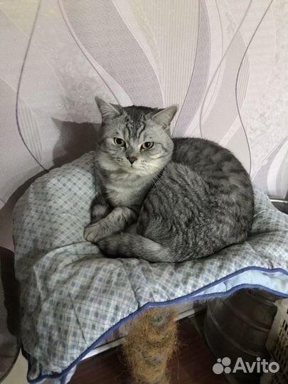 Кот ищет девочку для случки