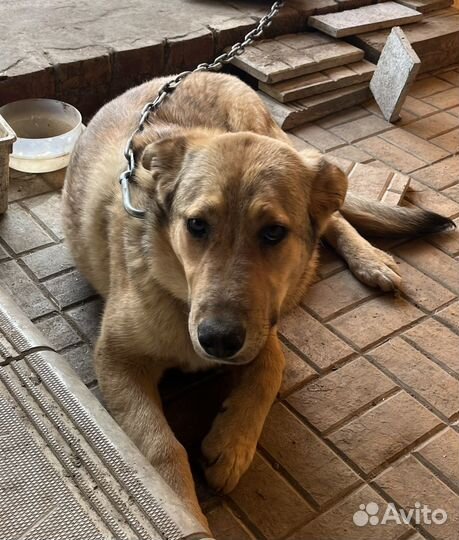 Стерилизованные вакцинированные собаки