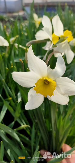 Многолетние цветы