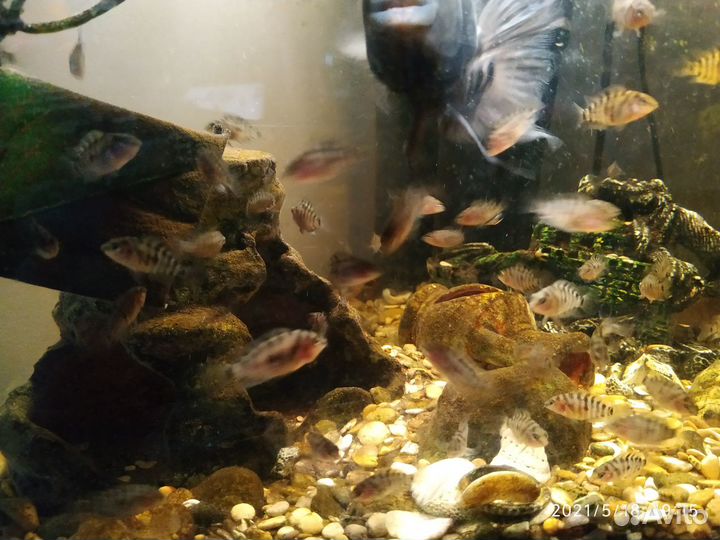 Аквариумные рыбки цихлиды