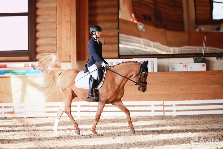 Коновод-берейтор/тренер по конному спорту
