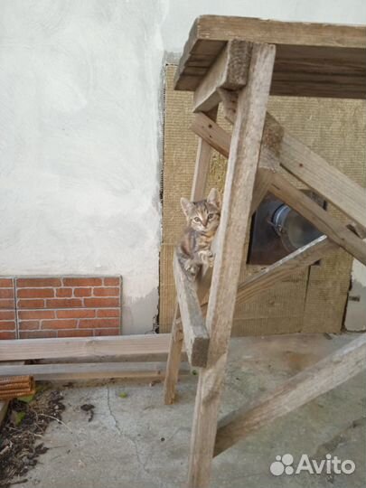 Кошки бесплатно