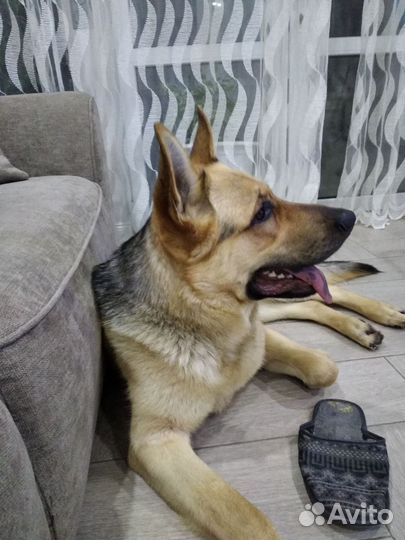 Немецкая овчарка вязка кобель