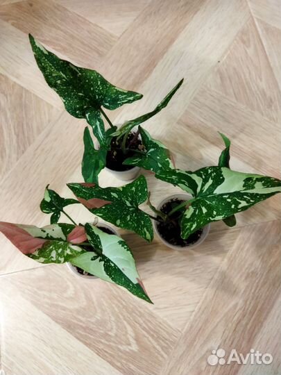 Сингониум Ред Спот Триколор