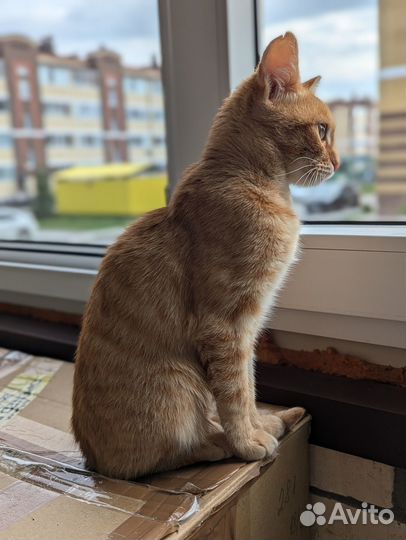 Рыжая молодая кошечка в добрые руки