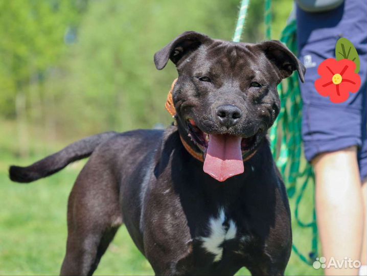 Идеальная собака в добрые руки
