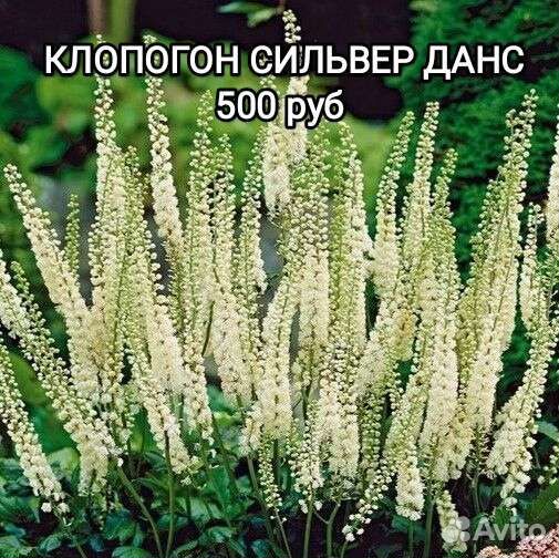 Клопогон Сильвер Данс