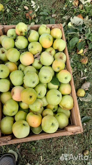 Продам антоновку со своего сада с доставкой