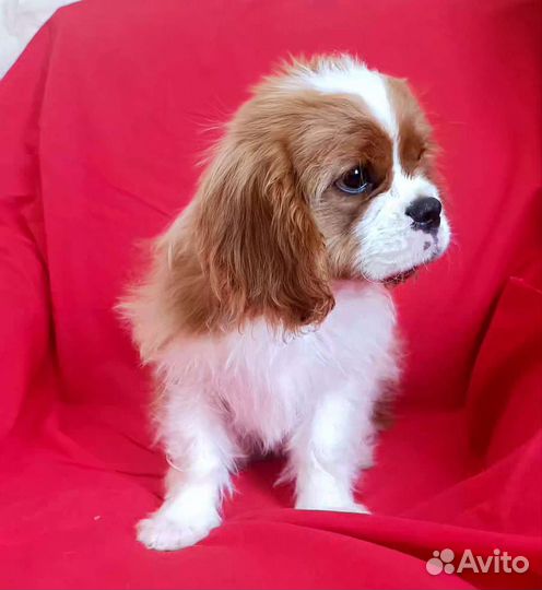 Кавалер Кинг Чарльз спаниель мальчик