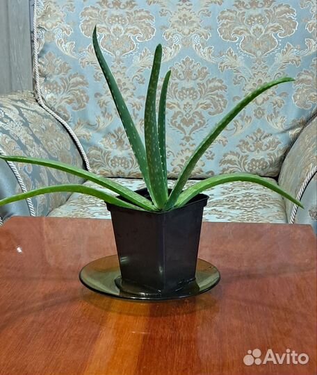 Алоэ вера растение