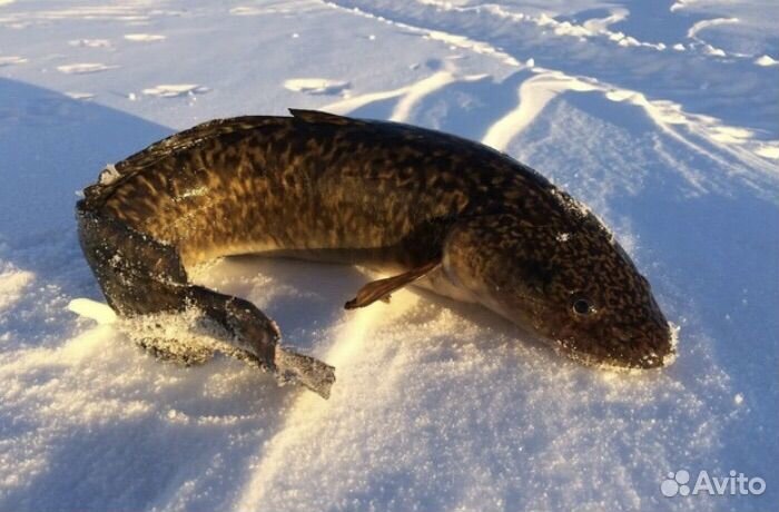 Свежая рыба судак
