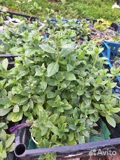 Петуния в стаканчиках