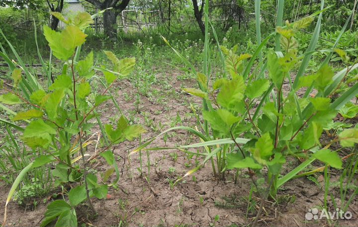 Боярышник крупноплодный саженцы