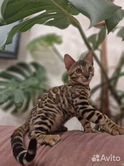 Бенгальская кошка бронь