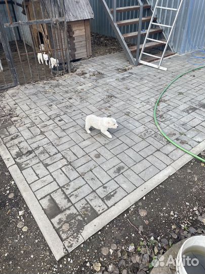 Щенки сао алабай