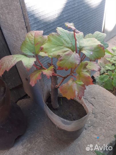 Калина Бульденеж