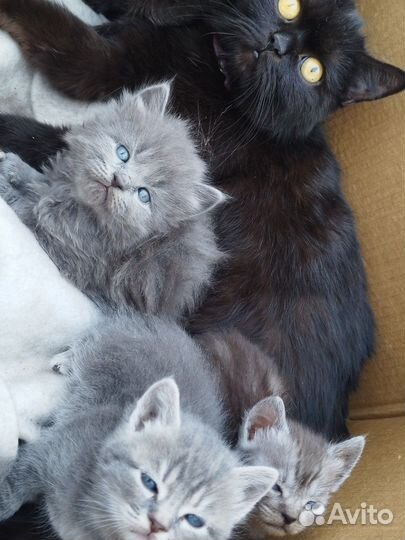 Британские котята