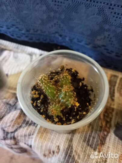 Кактус