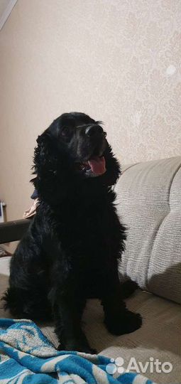 Русский спаниель