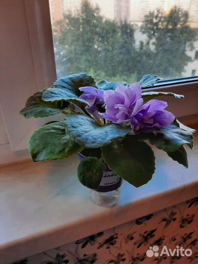 Фиалки цветущие, Филадендрон Биркин