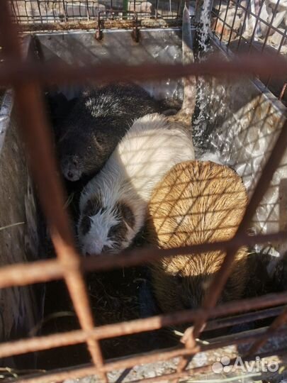 Щенки нутрии