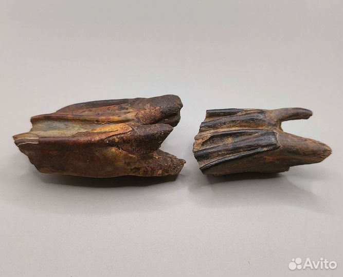 Зубы древнего бизона Priscus (2 шт) / Окаменелости