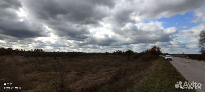 Сосна живая новогодняя