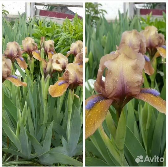Ирисы бородатые,ирисы карликовые