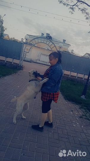 Продаётся собака, девочка