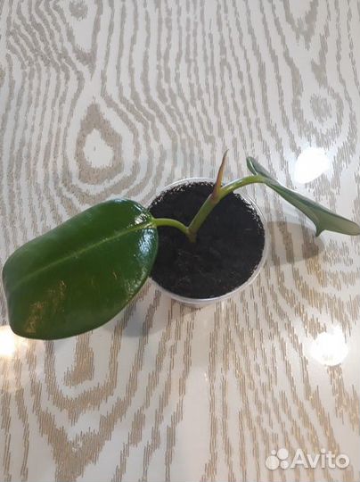 Комнатное растение 