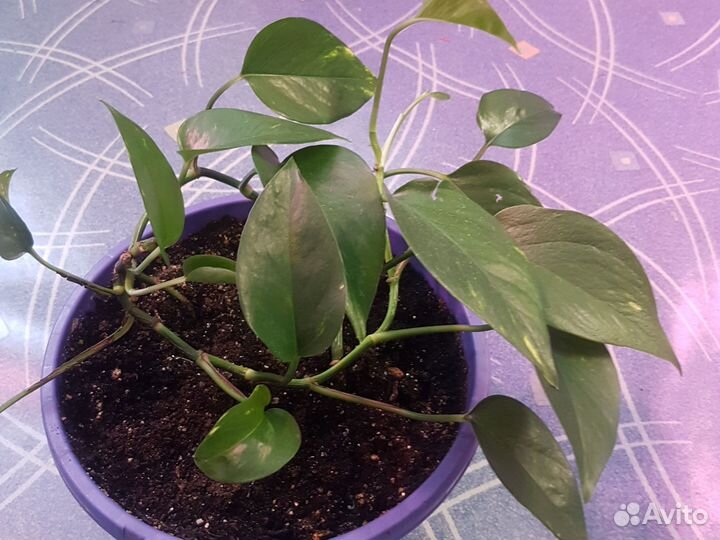 Филодендрон