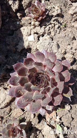 Каменная роза